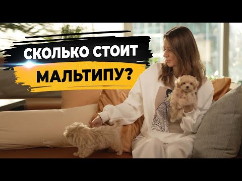 Видео: Сколько стоит мальтипу F1? Мордочка бэби фейс. Наследственные признаки у мальтипу.