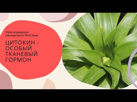 Видео: 713. Цитокининовая паста. Знакомьтесь!