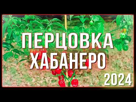 Видео: ПЕРЦОВАЯ НАСТОЙКА ЗА 6 ЧАСОВ ХАБАНЕРО