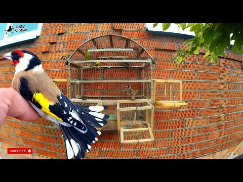 Видео: Как поймать щегла? Пролётное место. 4 деревянных ловушки для птиц.