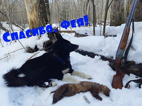 Видео: Охота с лайками на куницу. Спасибо, Фея!