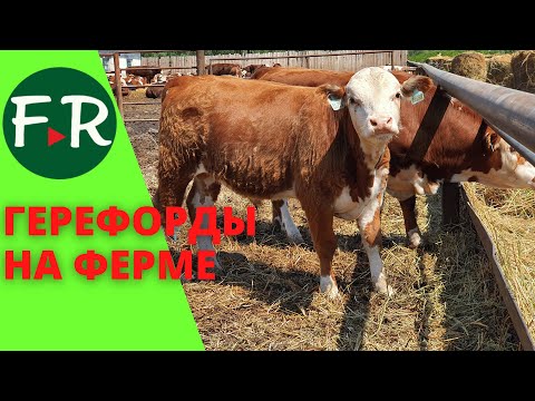 Видео: Откорм мясных бычков на выгульной площадке. Содержание герефордов на ферме Бердиевский элеватор Агро