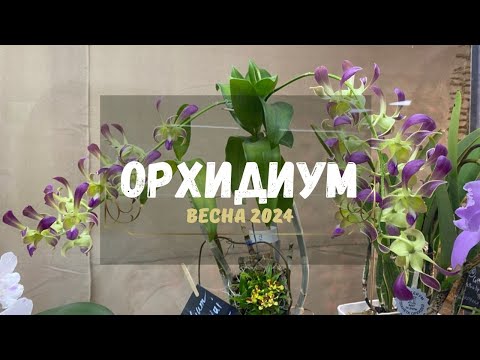 Видео: Орхидиум- ярмарка орхидей/Orchid Festival. 18.05.2024 #orchidsfest