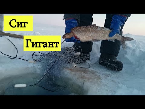 Видео: И снова крупный Сиг!!! И снова пурга!