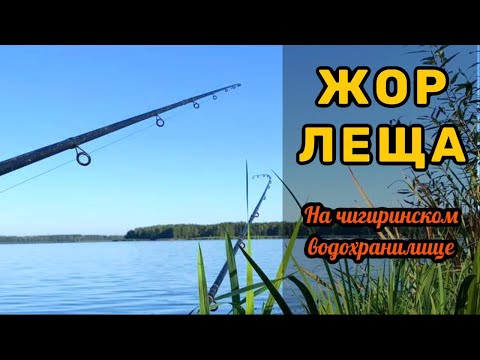 Видео: 15 кг Леща на фидер. Рыбалка на Чигиринском водохранилище #рыбалка #фидер #fish #лещ