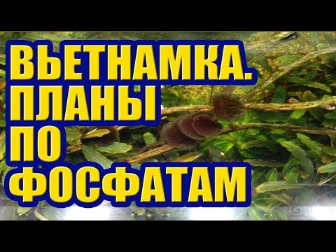 Видео: Почему Вьетнамка (Черная Борода) не селится на Растениях. Планы по Фосфатам в Аквариуме