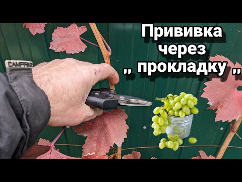 Видео: Перепрививка перепривитого куста винограда, подготовка, сравнение, тесты 😀✋🍇