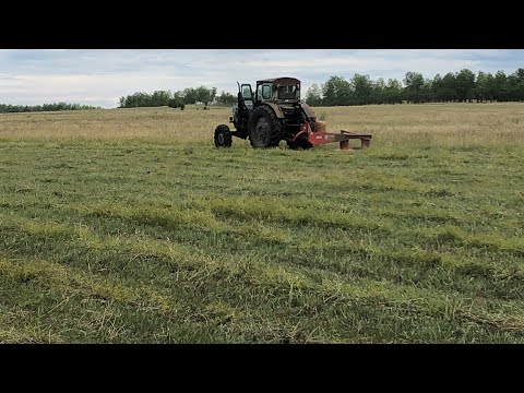 Видео: Сенокос в самом разгаре 💪