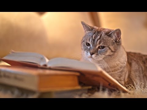 Видео: Лукоморье, Сэмюэл Гелстонс, Барберри.