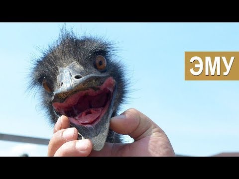 Видео: Содержание и разведение Эму. Отличие от Африканского страуса. Зооферма "Алексин-страус".