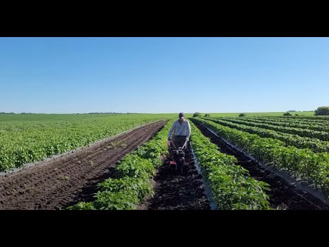 Видео: Перец. Обзор поля 8.07.2021.