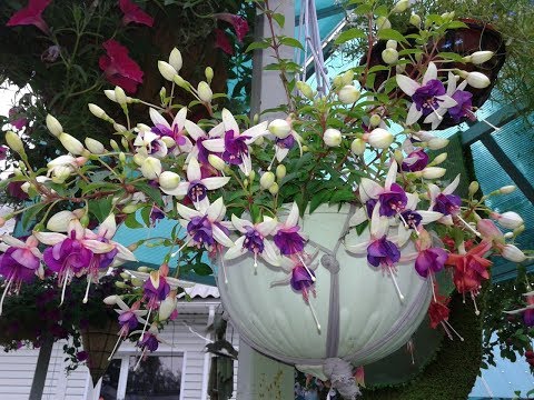 Видео: Достаем фуксии из подвала. Подготавливаем к началу  роста побегов.