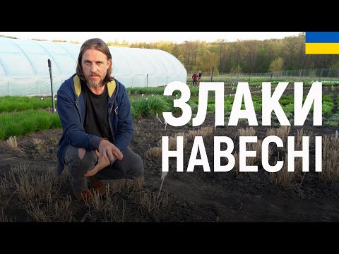 Видео: ЛАНДШАФТНИЙ ДИЗАЙН | ЗЛАКИ НАВЕСНІ