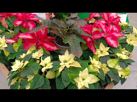 Видео: ☃️🎄☕ЦВЕТОЧНЫЙ БАУЦЕНТР🪴❤Новогодний Выпуск🎊🍃