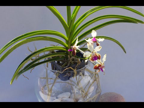 Видео: Как да спасим Ванда - хитър трик!