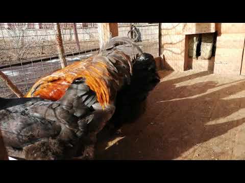 Видео: Маран порода кур Ответы на ваши вопросы