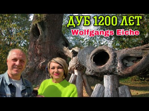 Видео: ИНТЕРЕСНОЕ МЕСТО В БАВАРИИ.ДУБ КОТОРОМУ БОЛЬШЕ ТЫСЯЧИ ЛЕТ.