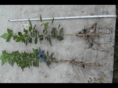 Видео: Размножаем сирийские гибискусы. Семена или черенки -с чем меньше хлопот