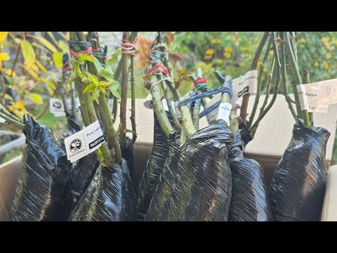 Видео: Троянди🌹 від Pocadka:неймовірна краса, чи знову на ті ж самі граблі?