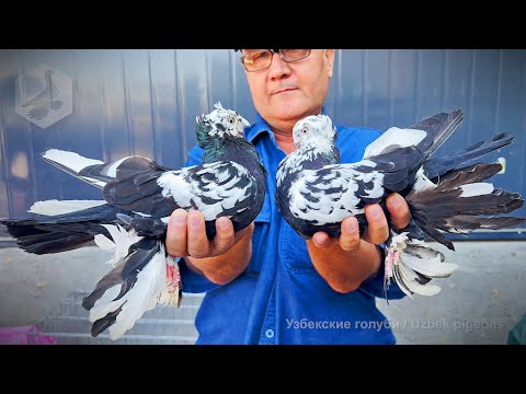 Видео: Птичий рынок г. Ташкент - ГОЛУБИ (02.08.2025)