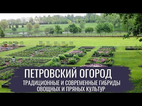 Видео: Петровский огород \ Современный огород
