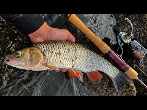 Видео: ГОЛАВЛІ РОЗДИРАЮТЬ ПРИМАНКИ!!!