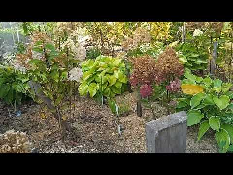 Видео: 21 сентября 2025 г.