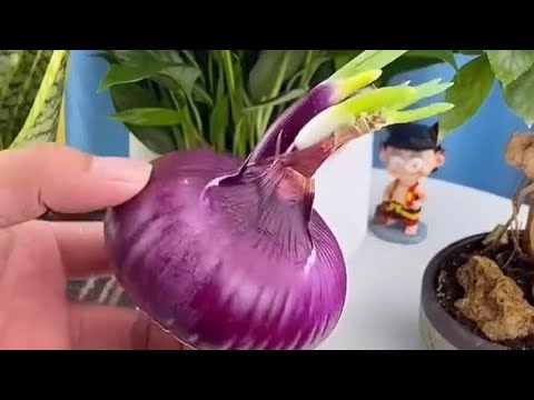 Видео: ПИЯЗ СУЫНЫҢ ГҮЛДЕРГЕ ПАЙДАСЫ ҚАНДАЙ 👆#уход #фикус