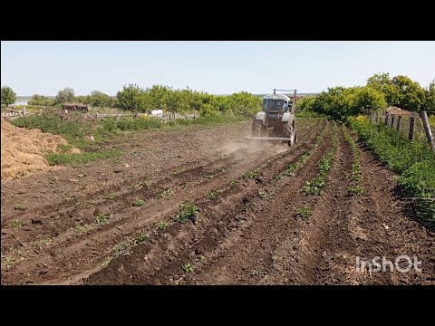 Видео: Жизнь в деревне Казахстана🏡/ пропололи картошку/деревенские будни/