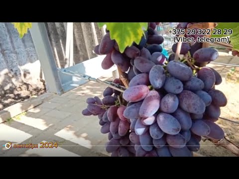 Видео: 1/3 "Рабочие лошадки" на моем винограднике!  Беларусь. Острошицкий городок.