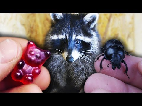 Видео: Что выберет ЕНОТ? Желейный медведь или жук? ТЕСТ на ЛОГИКУ, ТЕСТ на ИНТУИЦИЮ😎