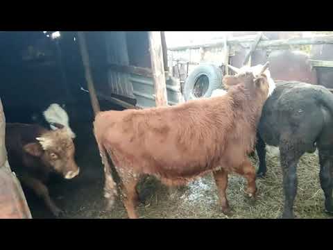 Видео: Вес бычков в 7-8 месяцев.