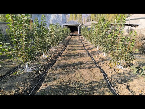 Видео: Интенсивдуу гилас бактагы кузгу жумуштар