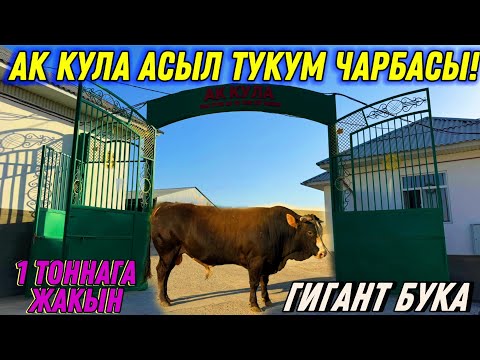 Видео: САНДАН САПАТКА ӨТСӨК УШУНДАЙ БОЛОТ 🤯 #байтв 