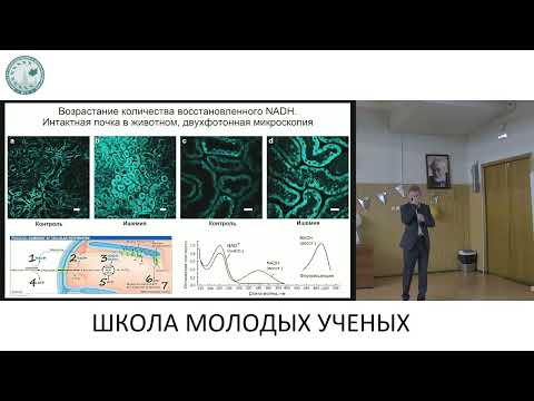 Видео: Молекулярные механизмы повреждения и адаптации почки при ишемии - Плотников Егор Юрьевич