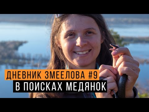 Видео: Ловим МЕДЯНОК в Жигулевском заповеднике - Дневник змеелова #9 / Змеелов - ученый