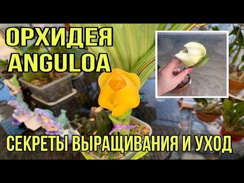 Видео: Орхидея Anguloa Ангулоа    Секреты выращивания и уход