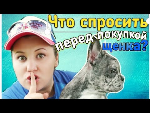 Видео: При покупке щенка ты обязан это узнать! Вопросы заводчику. Мокрый нос.