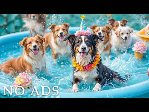 Видео: Успокаивающая музыка для собак 🐶 Успокаивающее облегчение сна и тревоги 💤 Без стресса мелодии для