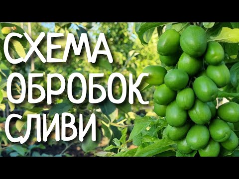 Видео: ЗАХИСТ ДИПЛОІДНОЇ СЛИВИ / БОРОТЬБА З ХВОРОБАМИ І ШКІДНИКАМИ