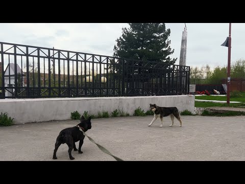 Видео: Часть 19. Егор знакомится с бродяжкой