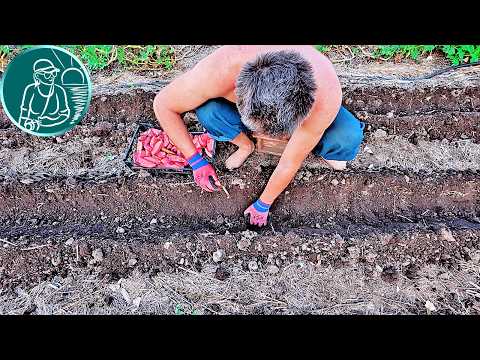 Видео: Посадка картофеля летом и как мы прорастили свежие клубни по технологии Гордеевых