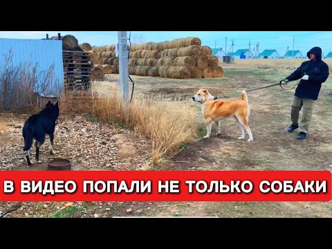 Видео: Реакция Сардара на овчарку, Сардар ещё щенок