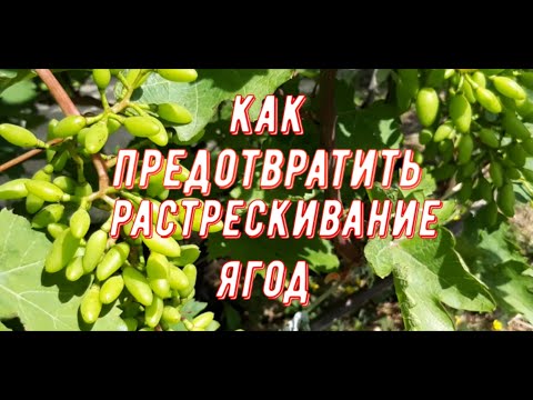 Видео: Как предотвратить растрескивание ягод. Виноградник Вадима Точилина