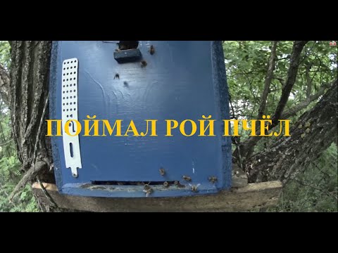 Видео: ПОЙМАЛ РОЙ ПЧЁЛ. РОЕЛОВСТВО 2022