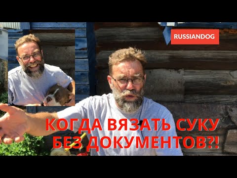Видео: Когда и как вязать собак БЕЗ ДОКУМЕНТОВ?!