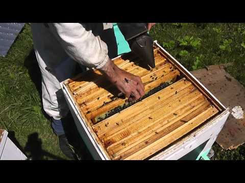 Видео: метод Цебро работа № 13