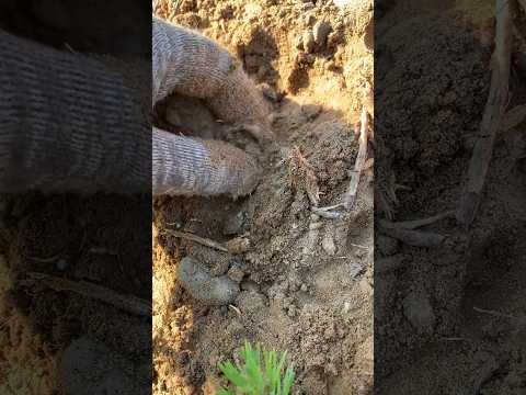 Видео: 💍 Medieval copper ring with amber 💎 #находки #коп #treasure #metaldetecting #treasurehunter