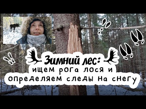 Видео: КАК НАЙТИ РОГА ЛОСЯ В ЛЕСУ: ищем лося и определяем следы животных на снегу