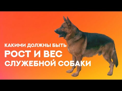 Видео: Рост и Вес Служебных Собак. Какими они должны быть. Ideal Height and Weight of Service Dogs.
